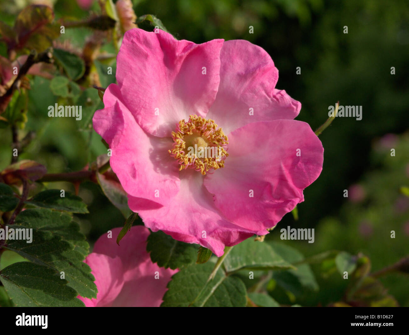 Shrub rose (Rosa Fenja Stock Photo - Alamy