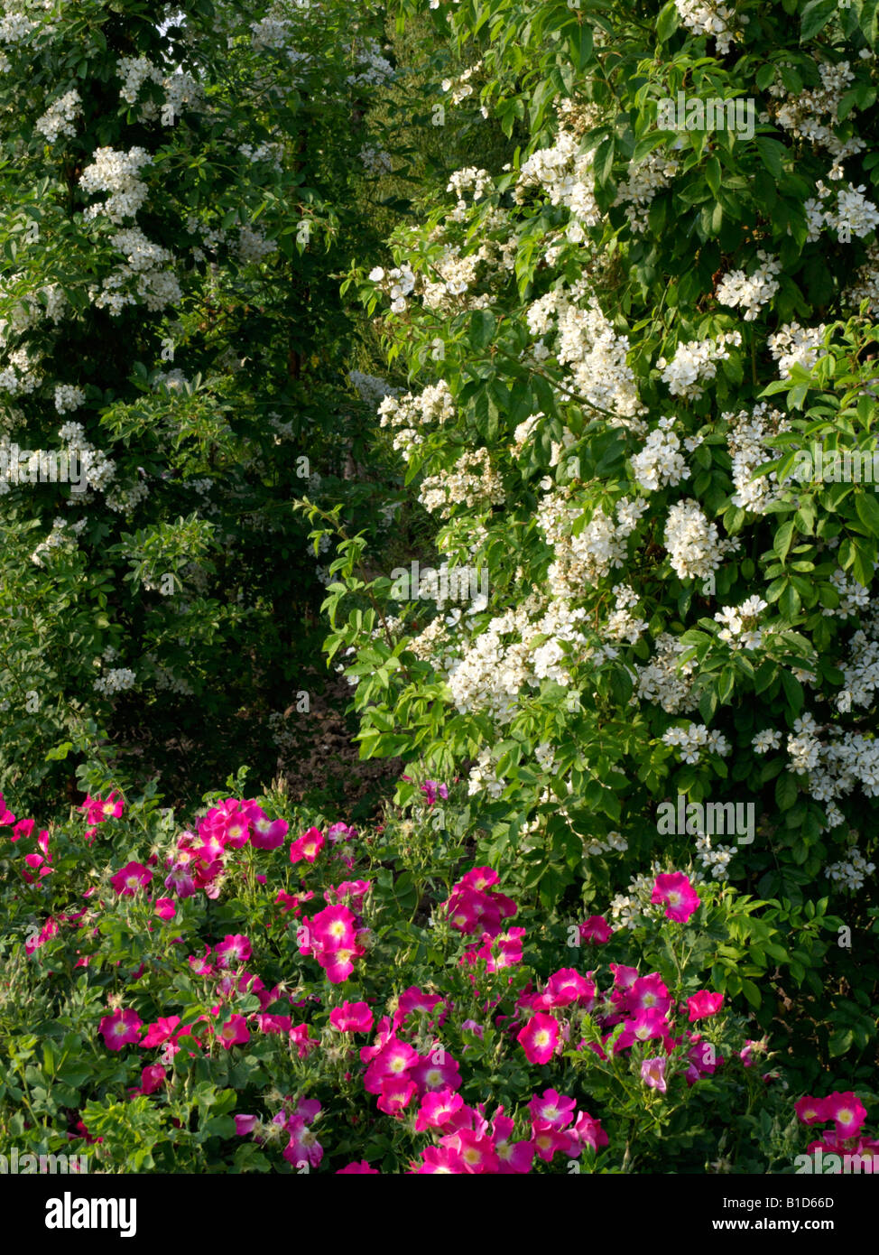 Wood rose (Rosa x barbierana Stock Photo - Alamy
