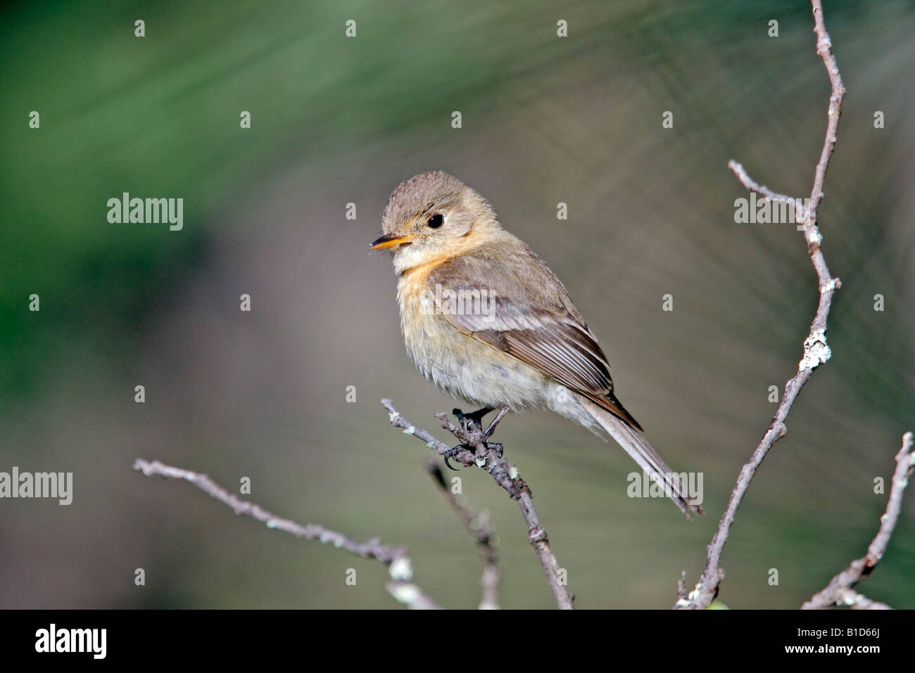 Buff-breasted Flycatcher Empidonax fulvifrons Stock Photo