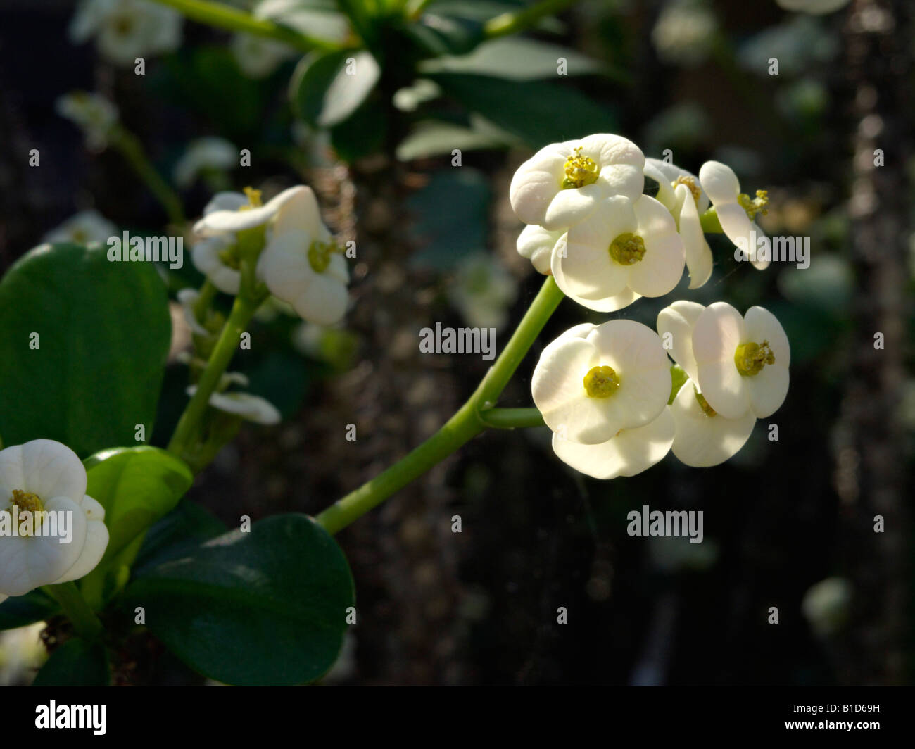 Spurge (Euphorbia x lomii 'Bianca') Stock Photo