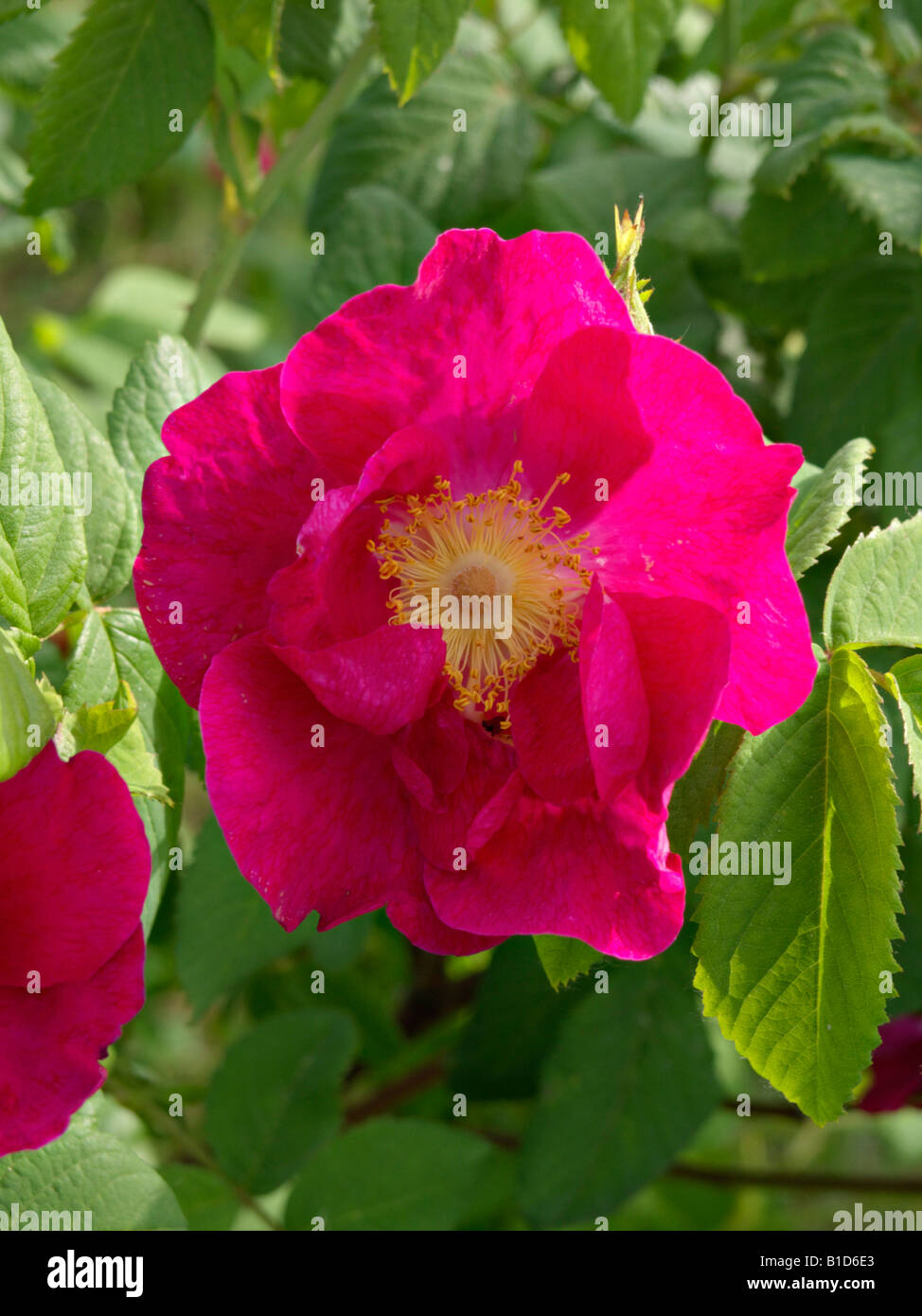 Frankfort rose (Rosa x francofurtana Stock Photo - Alamy