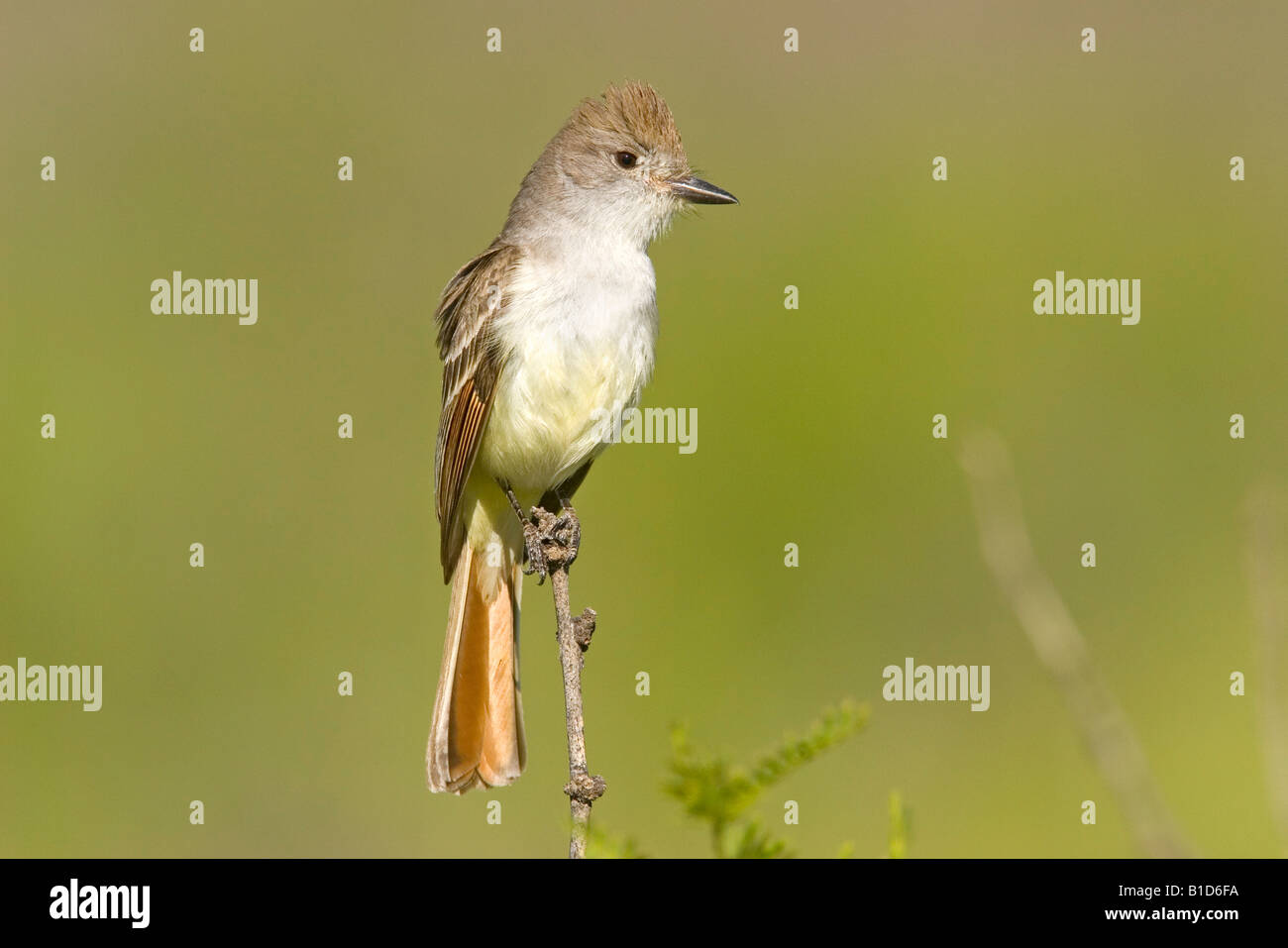Ash-throated Flycatcher Myiarchus cinerascens Chiricahua Mountains Cochise County ARIZONA United States Stock Photo