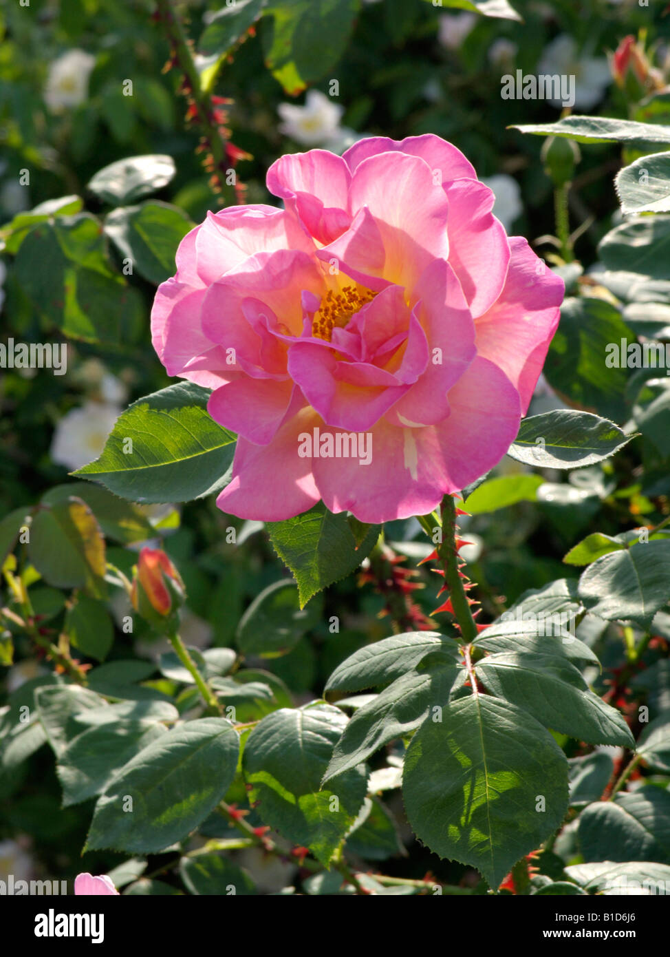 Rose (Rosa Dr. Eckener Stock Photo - Alamy