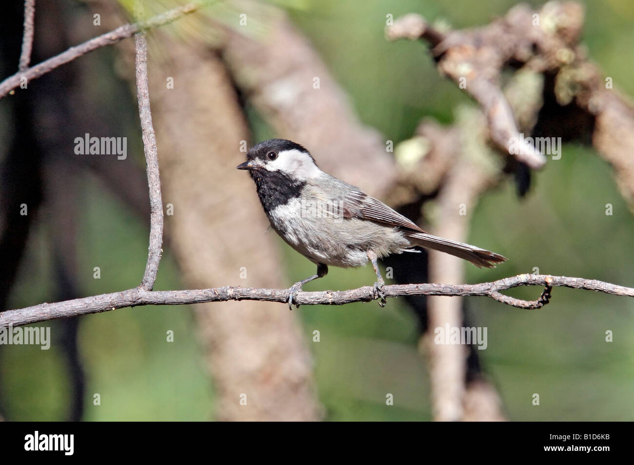 Mexican Chickadee  Poecile sclateri Stock Photo