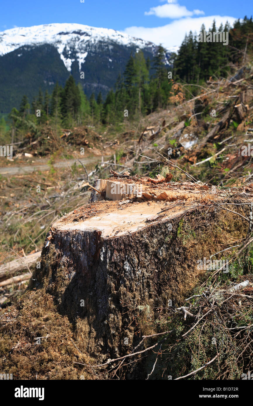 Stump left from clearcut logging on south side of Skeena river between