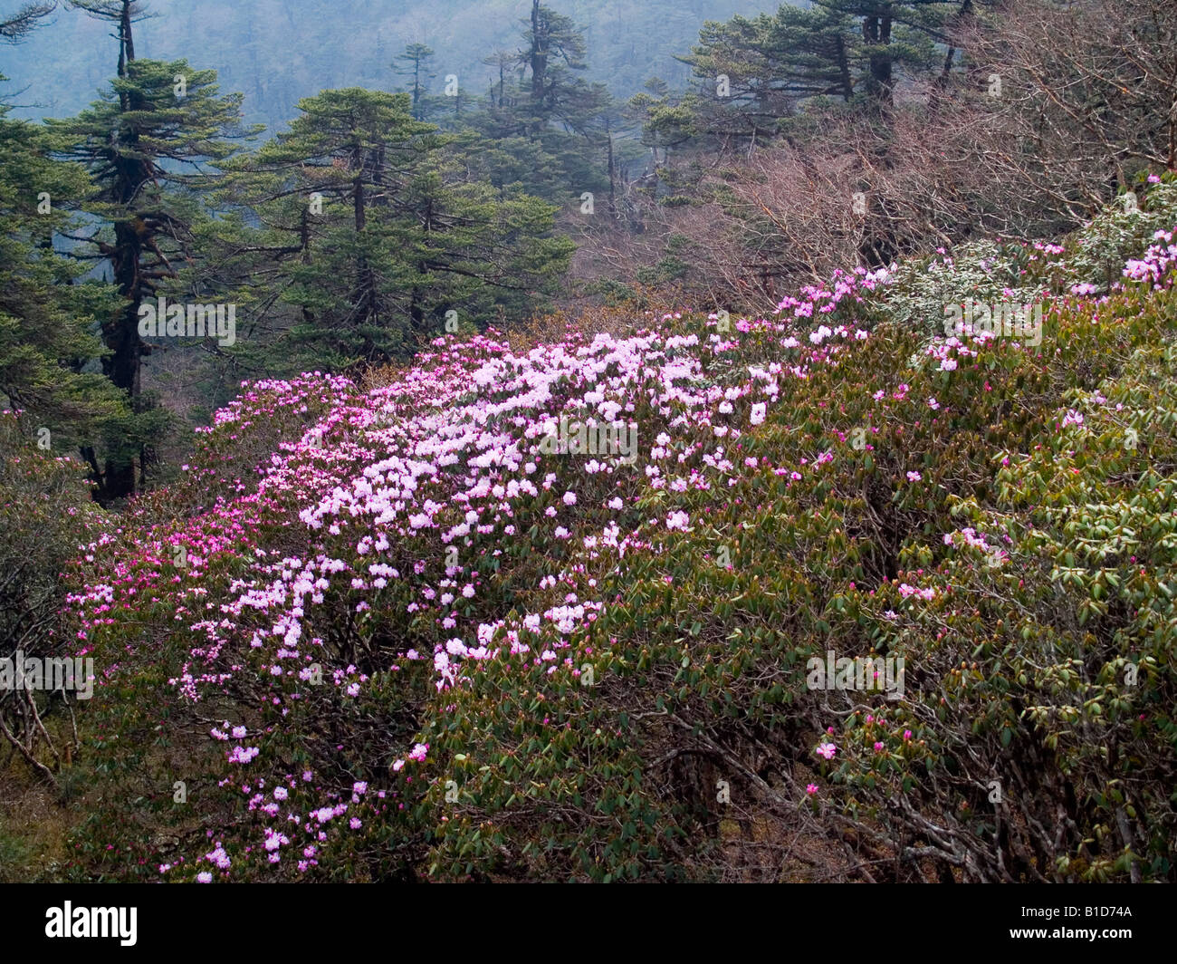 rhododendron trees on the hillside along the Singalila Ridge on the Nepali Indian border Stock Photo