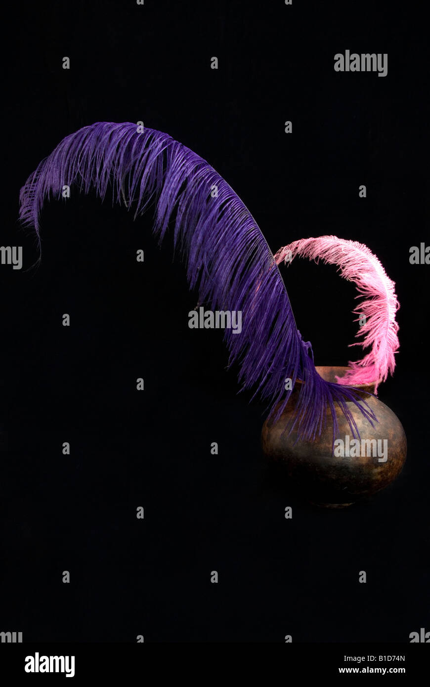 Purple and Pink Dyed Ostrich Feathers in Vase, Cut Out on Black Stock Photo