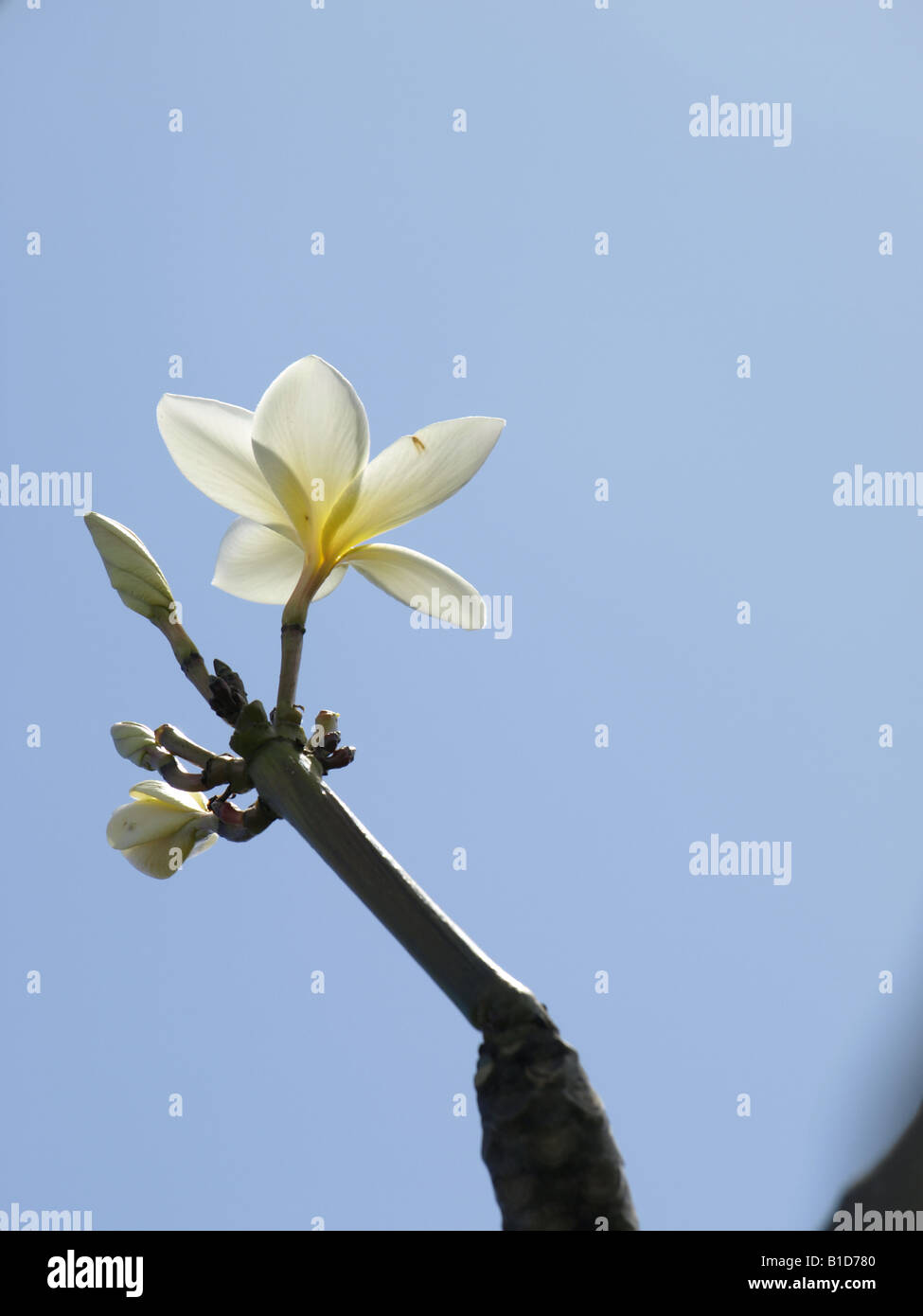 Temple tree flower hi-res stock photography and images - Alamy