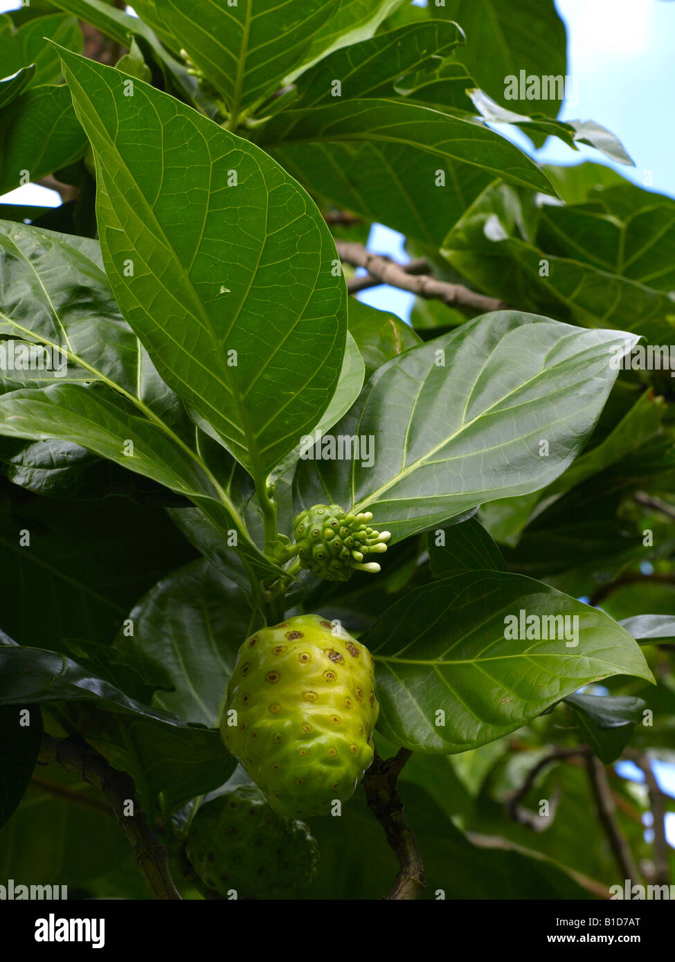 Noni Tree High Resolution Stock Photography and Images Alamy