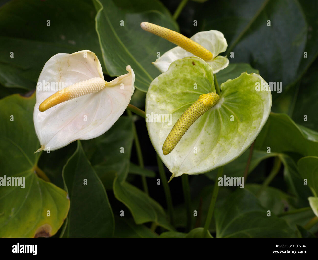 TÌNH YÊU CÂY CỎ ĐV.3 - Page 45 White-and-green-anthurium-spathiphyllum-B1D7BX