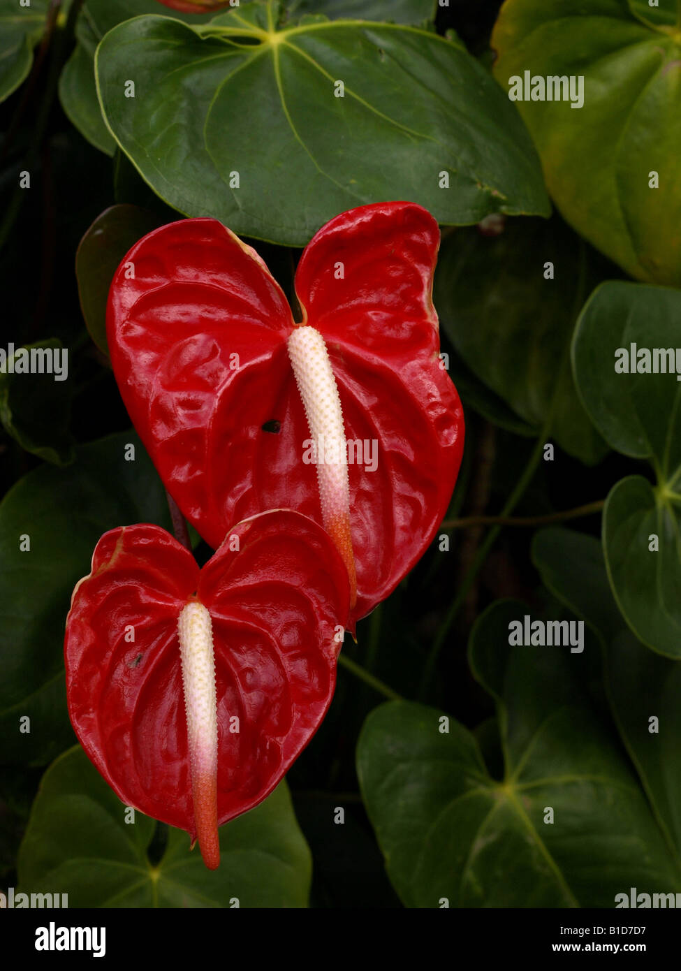 Red Heart Shape Anthurium Flowers High Resolution Stock Photography And Images Alamy