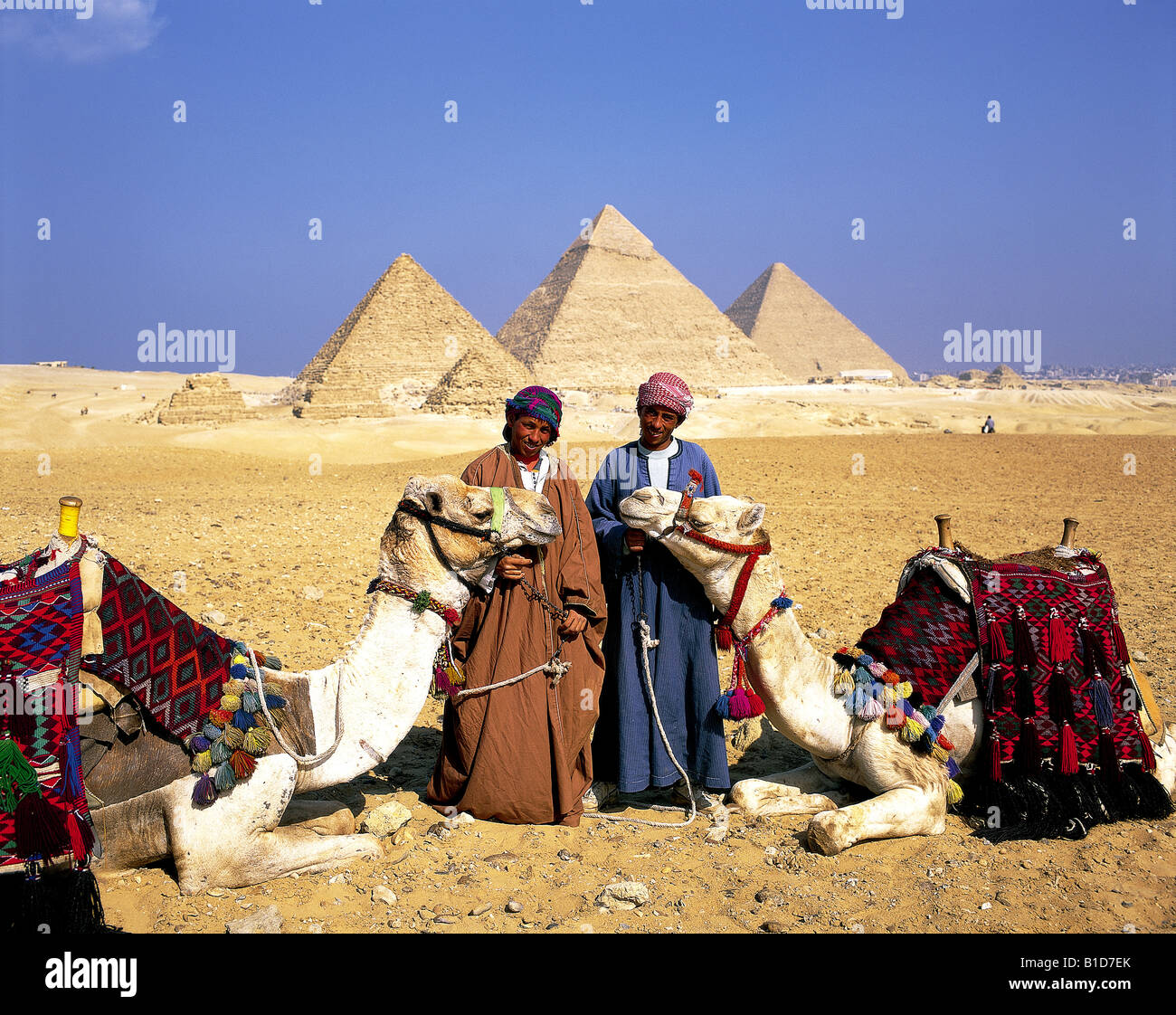 Camel rides for tourists at Giza pyramids Cairo Egypt Stock Photo