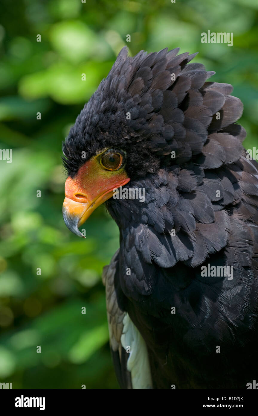 Bateleur Eagle: Terathopius ecaudatus. Captive Stock Photo