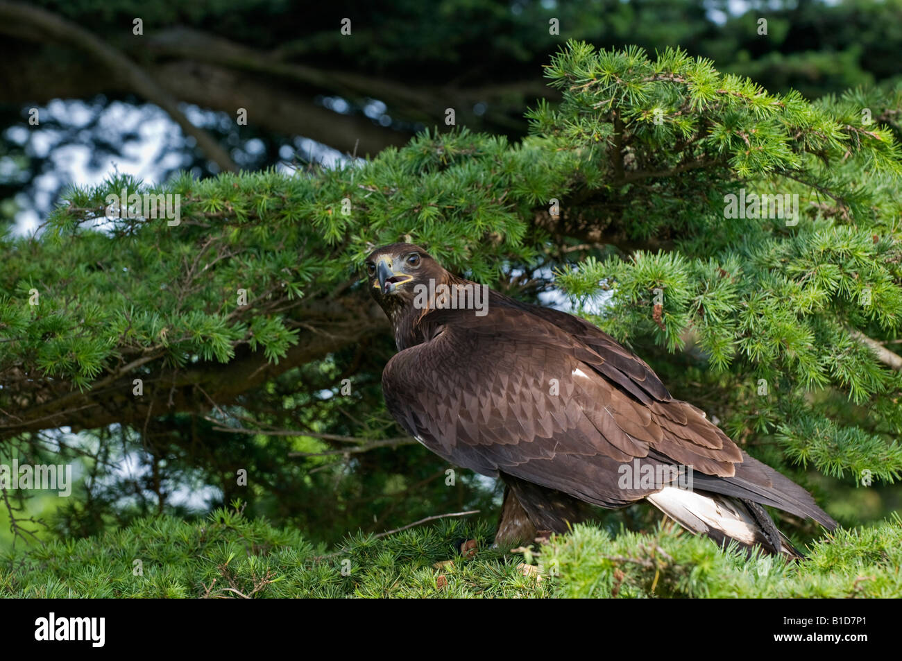 Golden eagle: Aquila chrysaetos. Falconry centre, uk Stock Photo