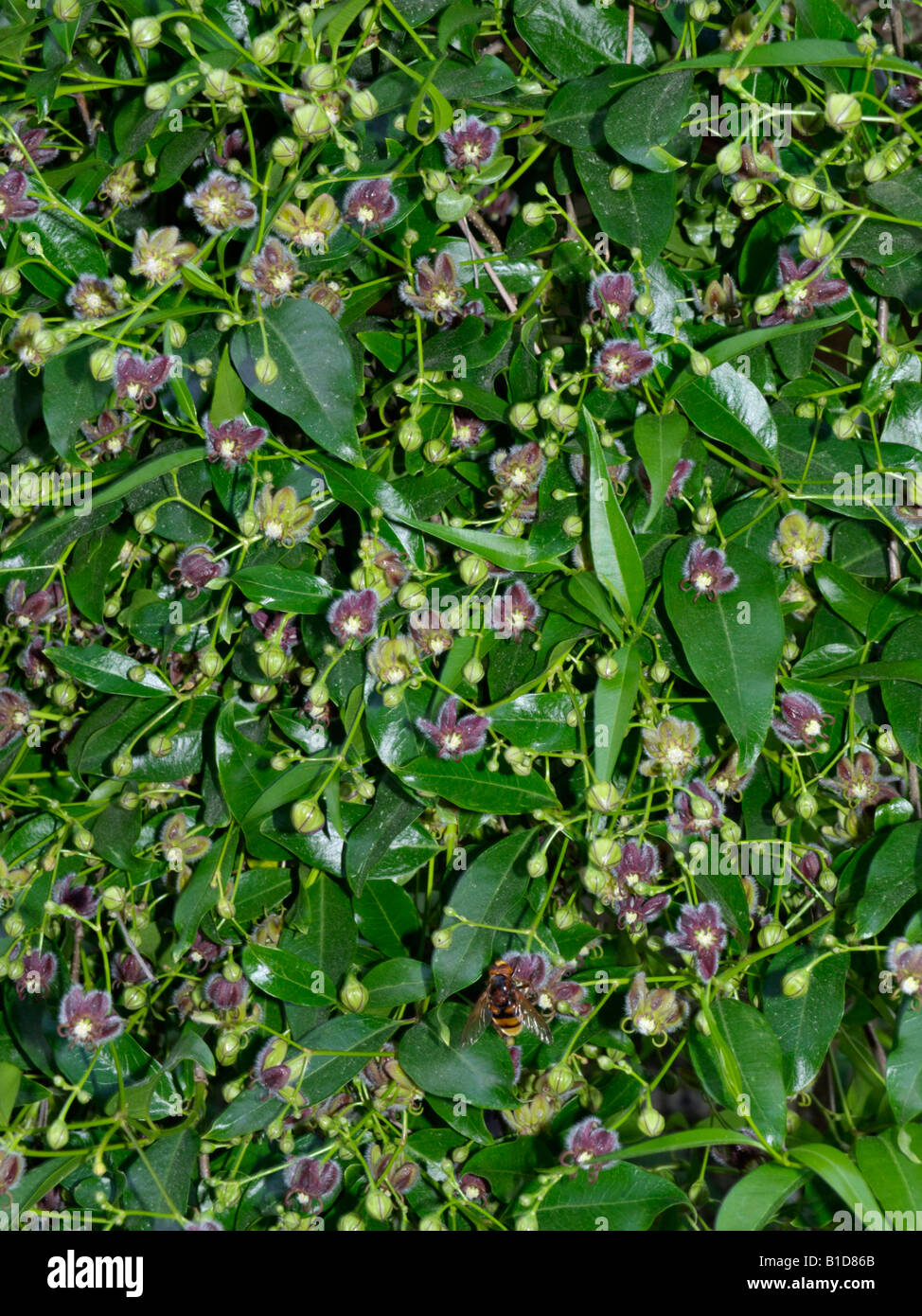 Chinese silk vine (Periploca sepium) Stock Photo