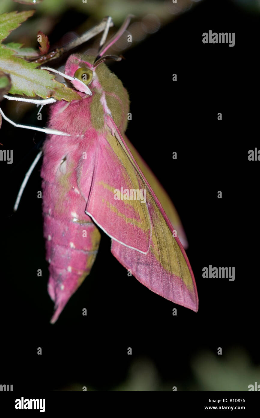 Elephant Hawk-Moth, Deliphila elpenor, on leaf Stock Photo