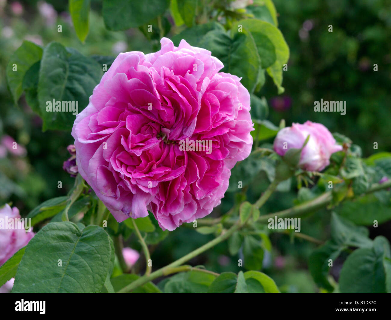 Cabbage rose (Rosa x centifolia 'Reime des Amateurs') Stock Photo