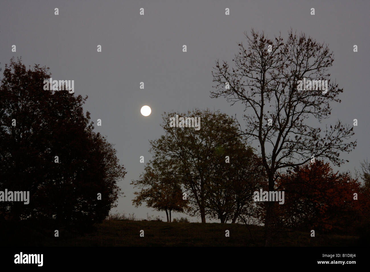 Night forest moonlight beams hi-res stock photography and images - Alamy