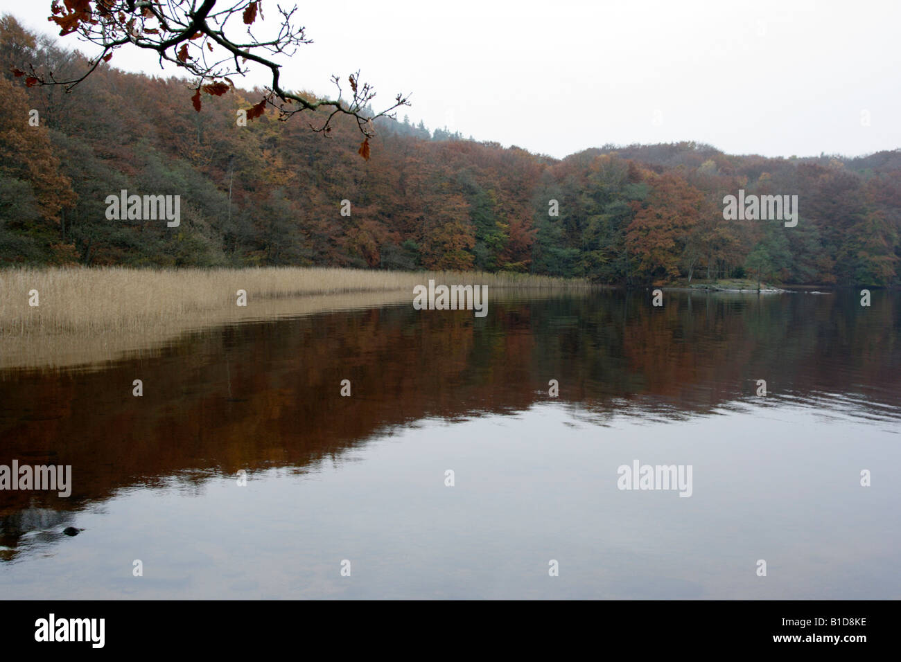 Autumn colours at the lake Stock Photo