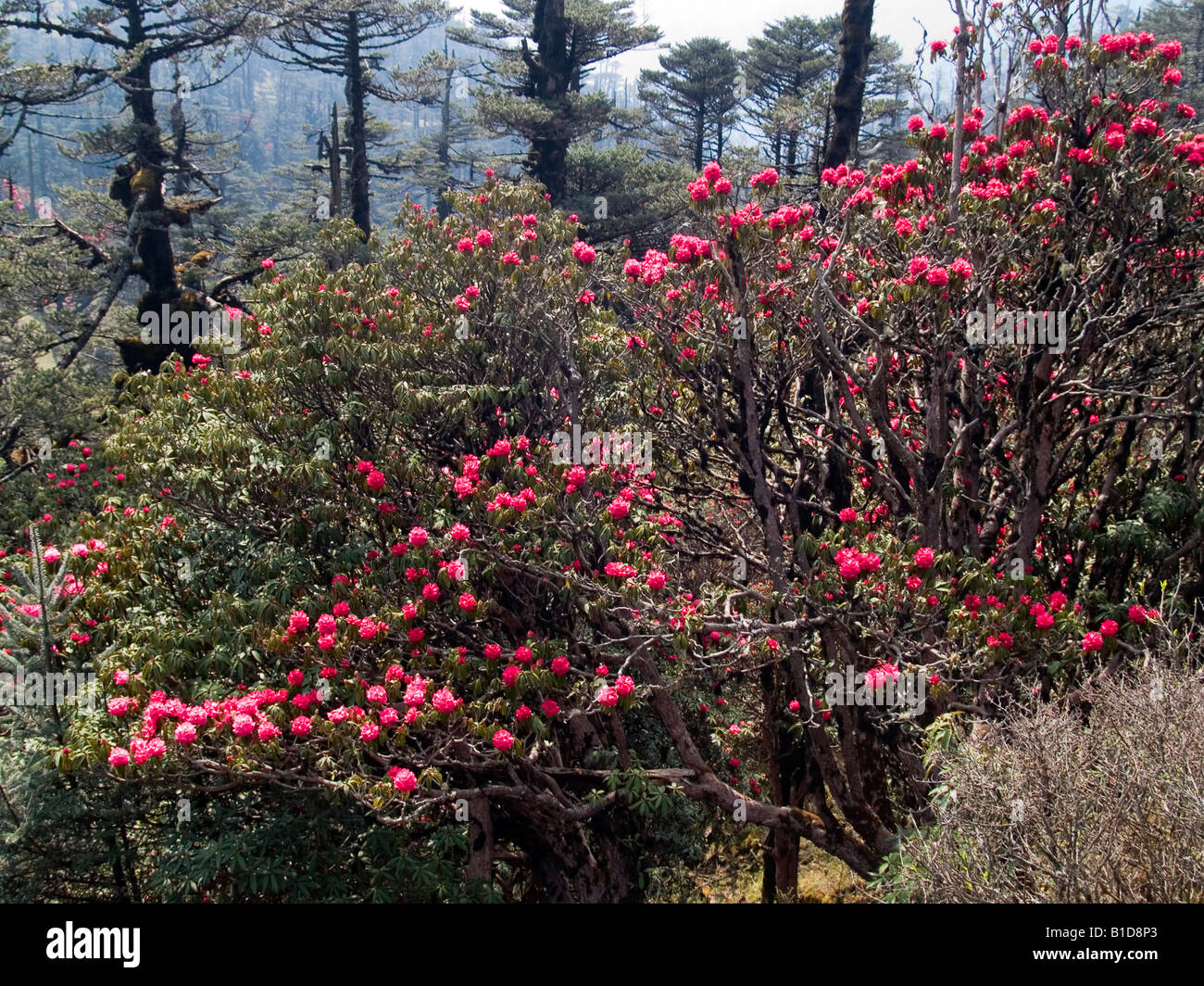 rhododendron trees in full blossom along the Singalila Ridge on the Nepali Indian border Stock Photo