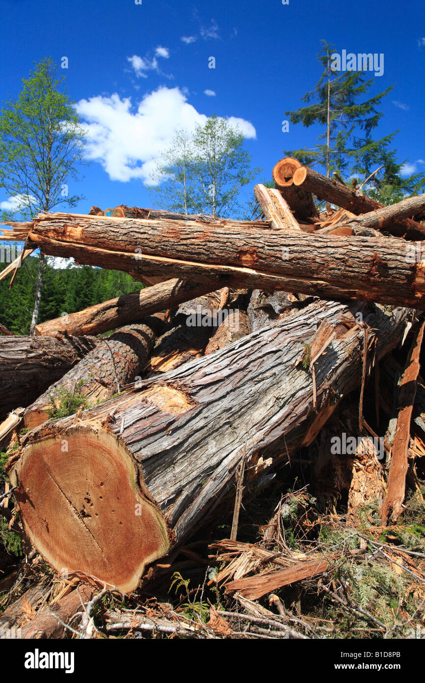 Cedar logs in debris pile from clearcut logging on south side of Skeena river between Terrace and Hazelton BC Stock Photo