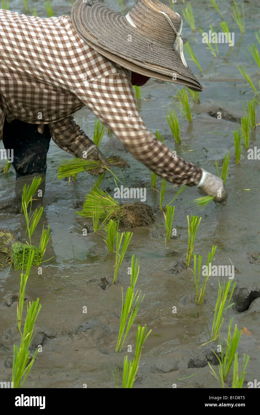 Planting rice in South East Asia Stock Photo - Alamy
