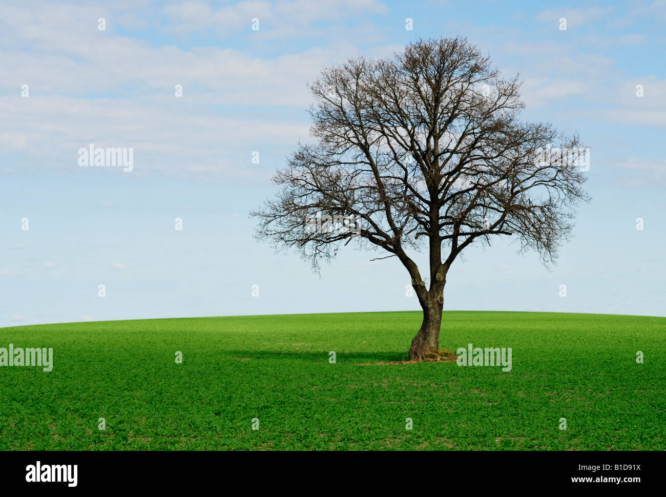 Lonely tree on a green field with blue sky Stock Photo - Alamy