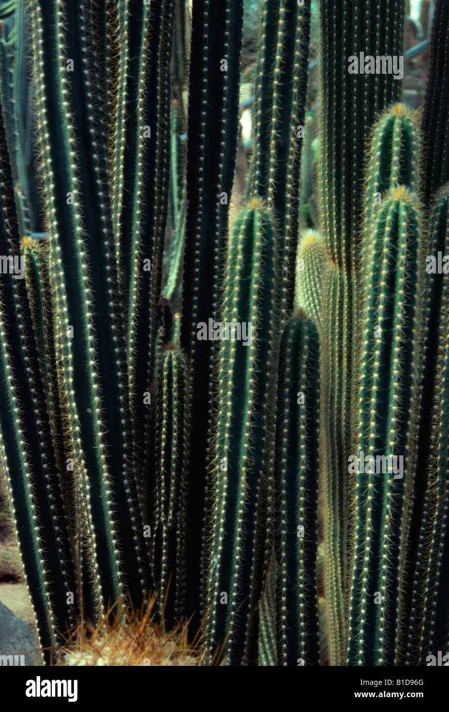 Pilosocereus royenii hires stock photography and images Alamy