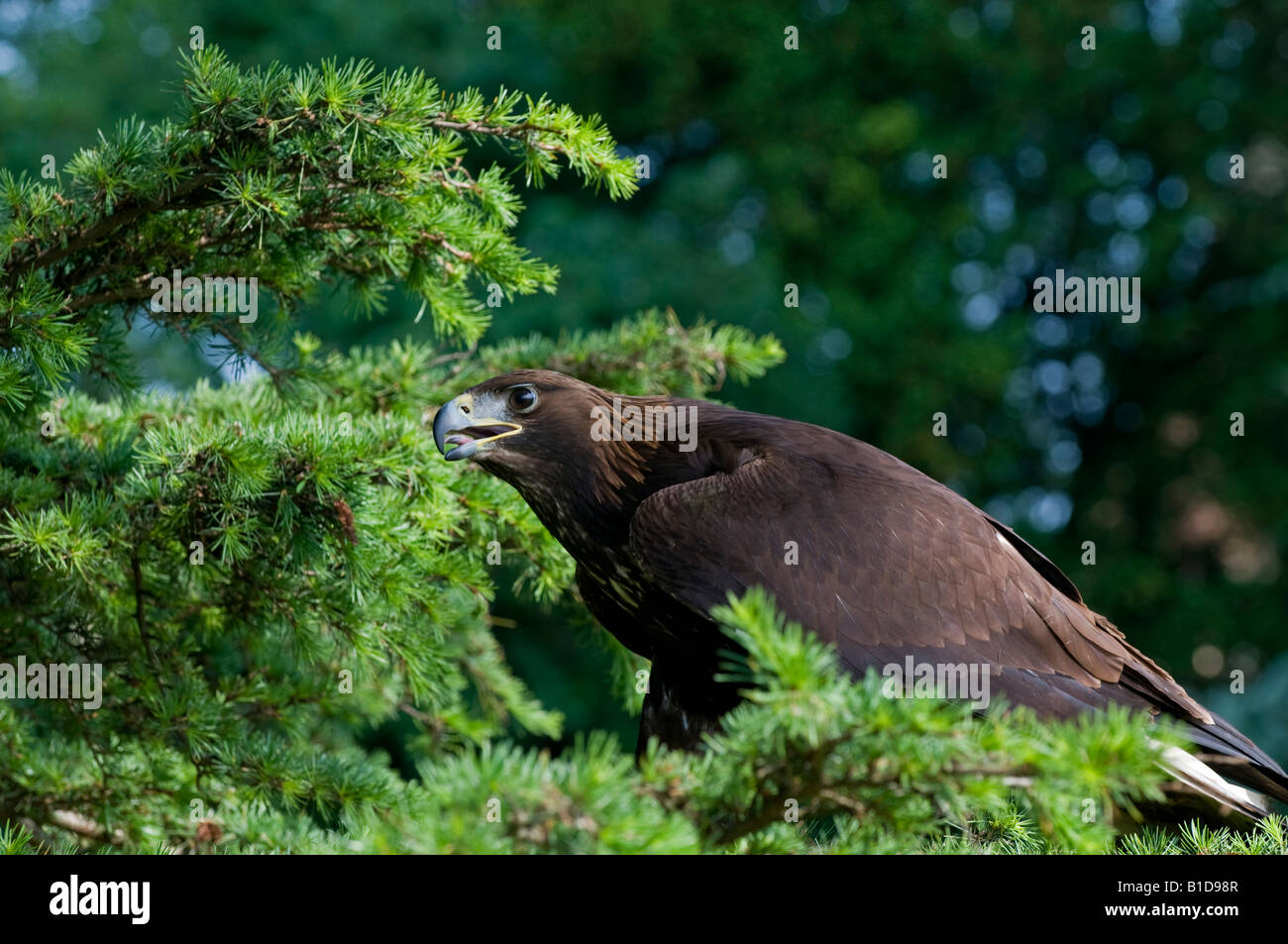 Golden eagle: Aquila chrysaetos. Falconry centre, uk Stock Photo
