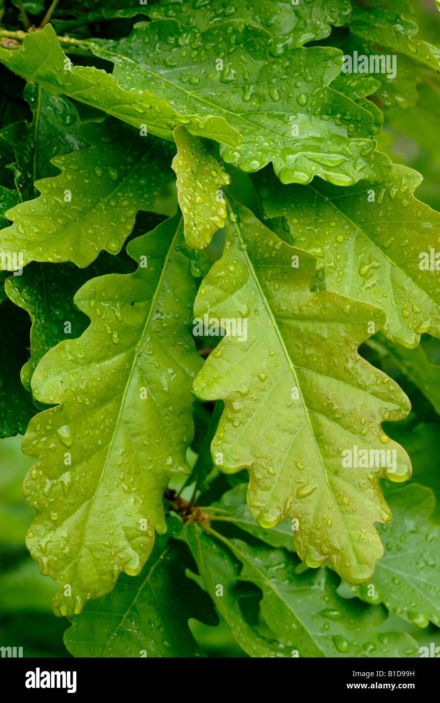 Sessile Oak leaves Quercus petraea, Wales, UK. Stock Photo