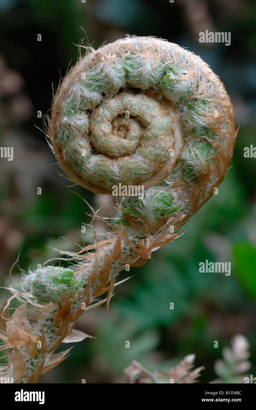 Soft Shield Fern Polystichum setiferum, Wales, UK. Stock Photo