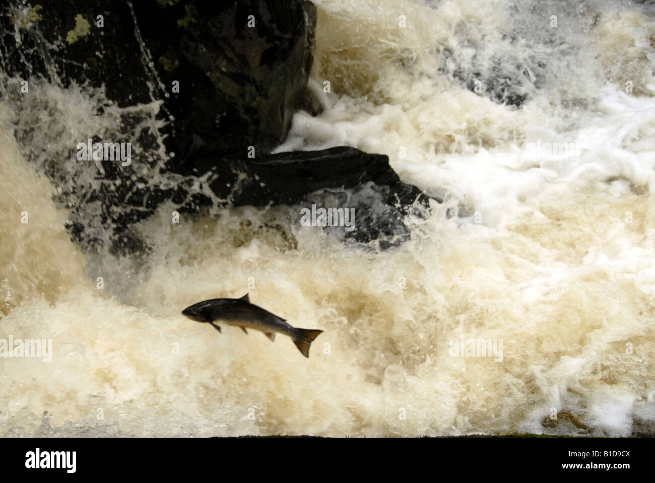 Salmon Jumping Rapids to Spawn Upstream Snowdonia Stock Photo Alamy