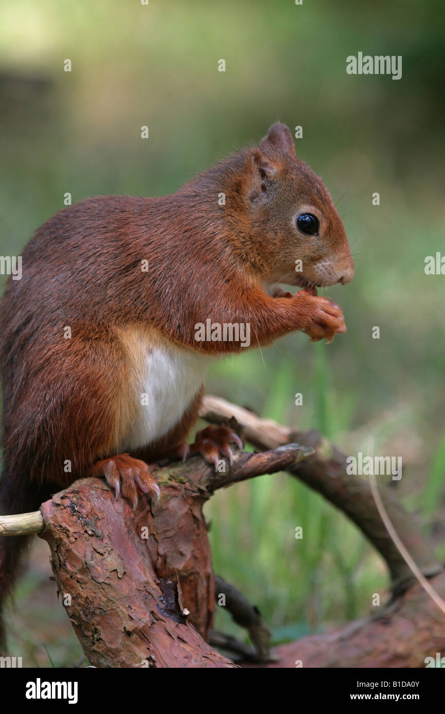 Red Squirrel eating a hazelnut Stock Photo Alamy