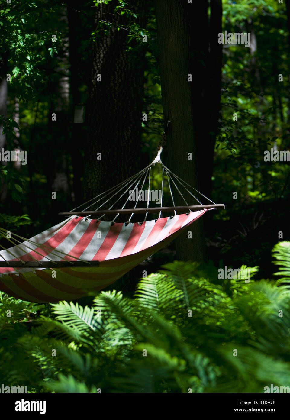 Hammock in woods near Adirondack cabin Stock Photo Alamy