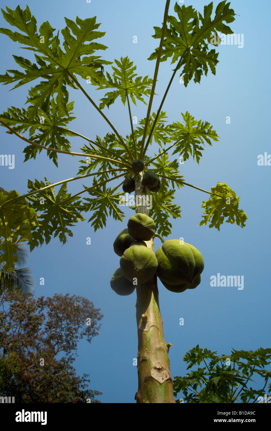 Guava tree hi-res stock photography and images - Alamy
