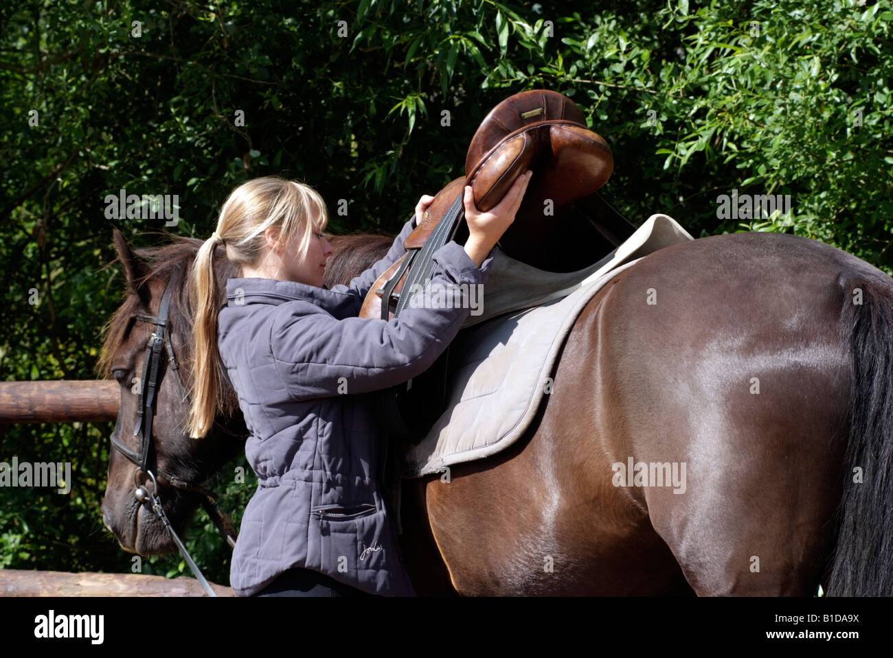 Woman placing saddle onto her pony Saddling her pet pony Stock Photo