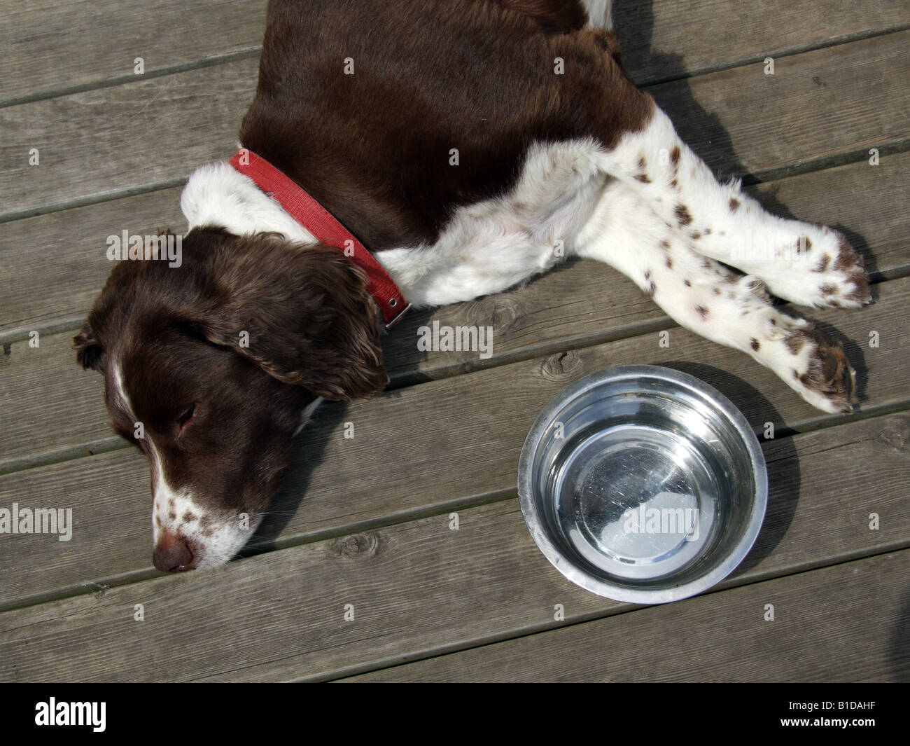 Springer Spaniel dog laying on decking with a bowl of water Stock Photo