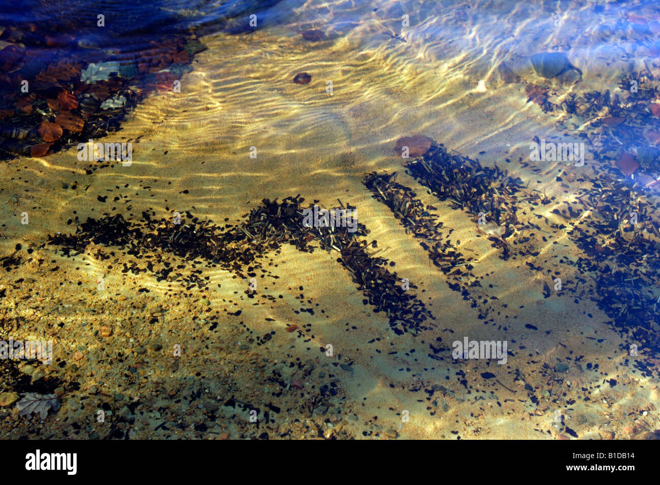 Autumn light playing on the water surface Stock Photo