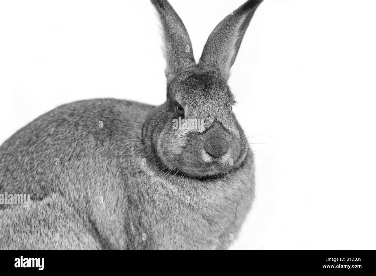 Rabbit cut out hires stock photography and images Alamy