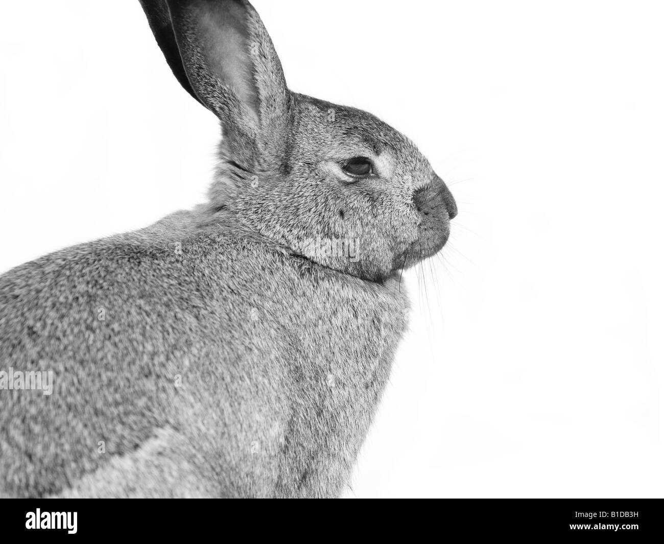 Genus oryctolagus Black and White Stock Photos & Images Alamy