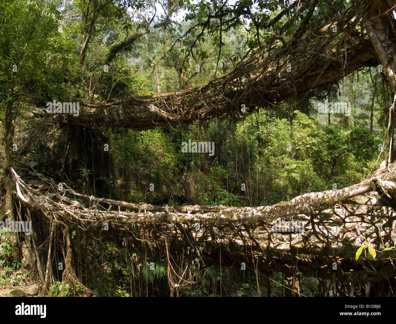double decker living root bridge found only in Meghalaya India Stock Photo
