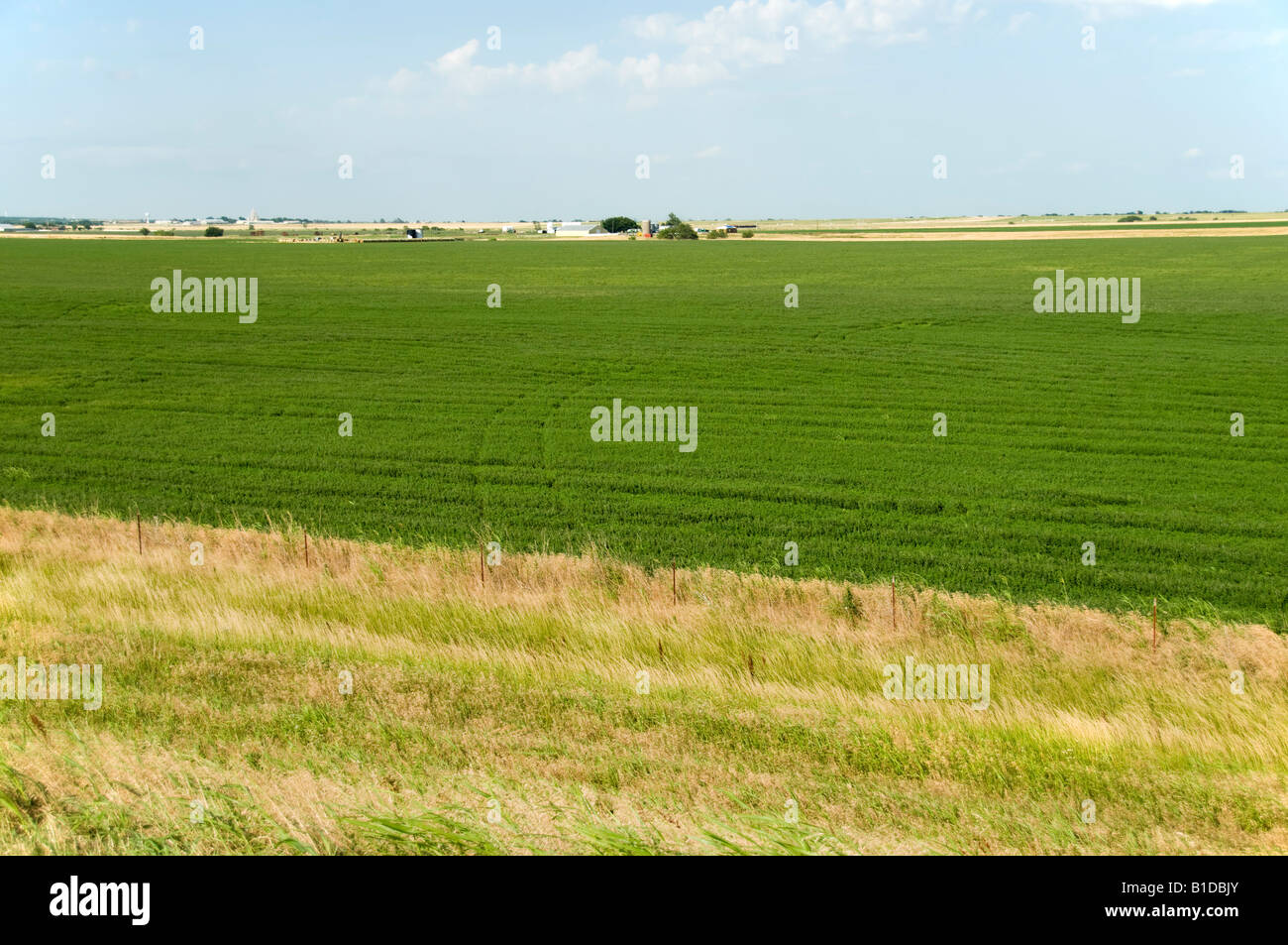 A field of alfalfa grown for hay in central Oklahoma, USA, North America. Stock Photo