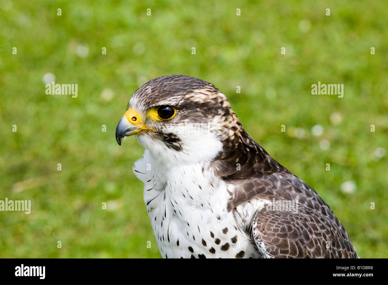 peregrine falcon beak