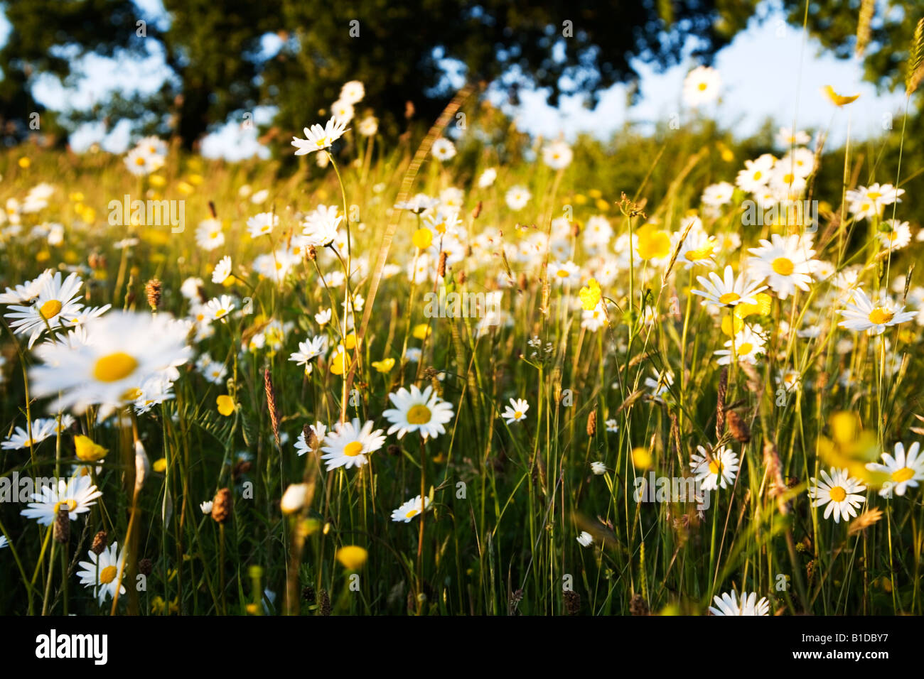 Oxeye daisies bathed in warm evening light Stock Photo Alamy