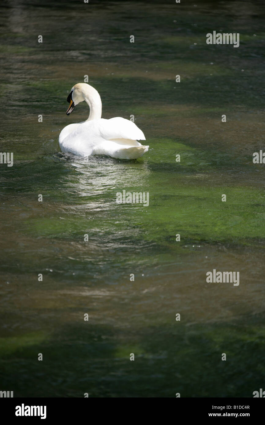 City of Winchester, England. Swan swimming on the River Itchen at Winchester. Stock Photo