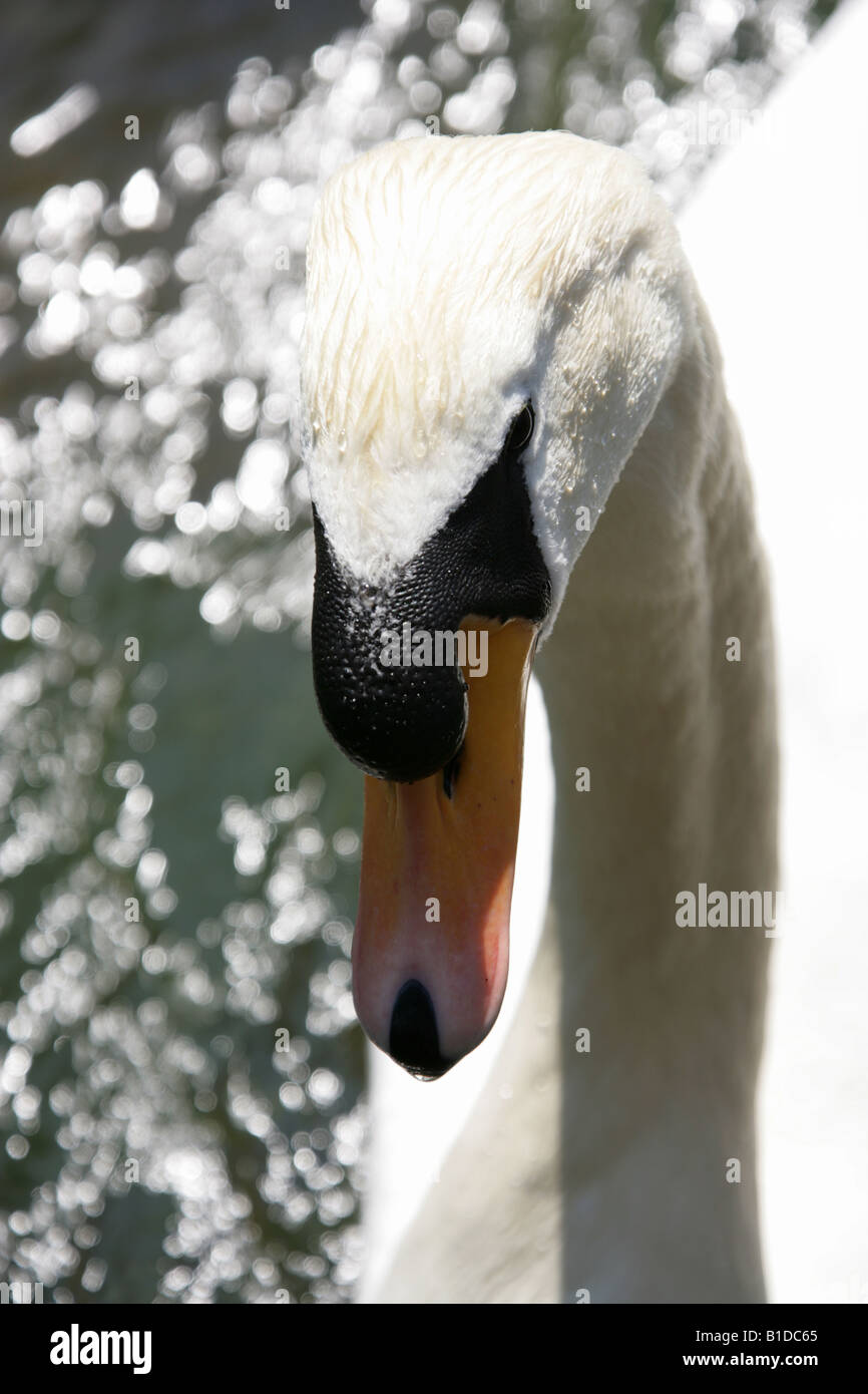 City of Winchester, England. Swan swimming on the River Itchen at Winchester. Stock Photo