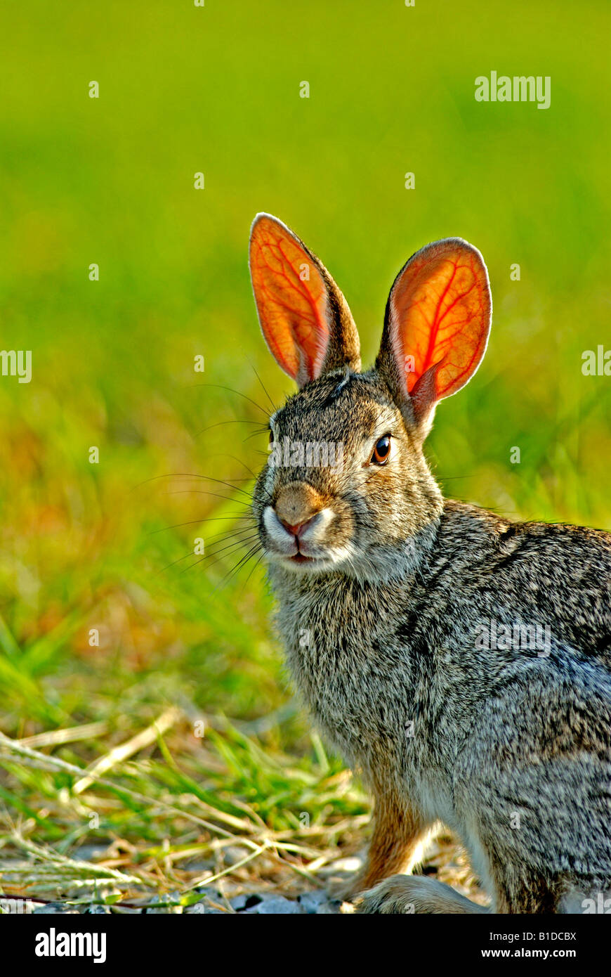 Eastern Cottontail rabbitSylvilagus floridanus, only about 15 of the