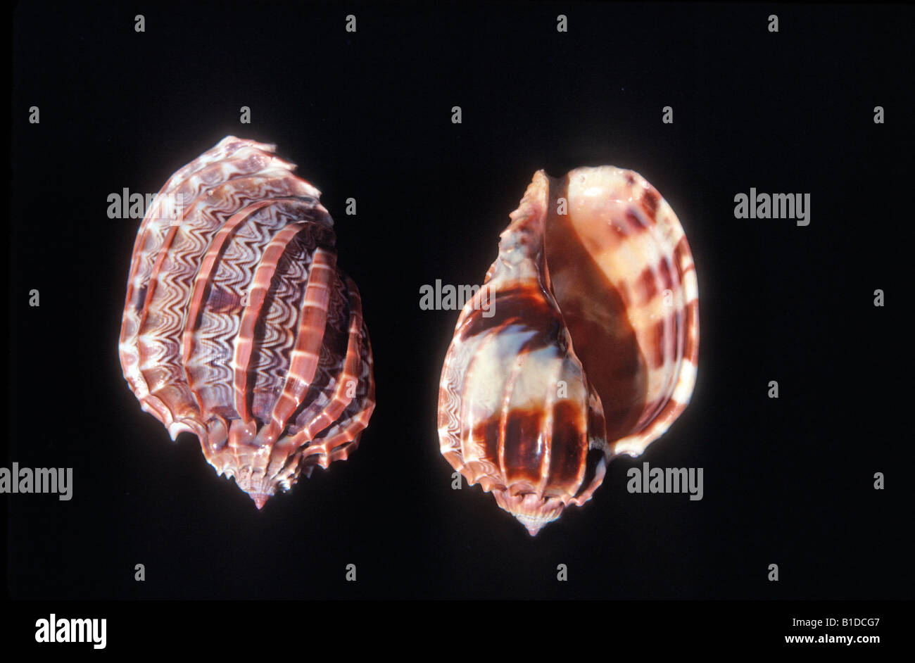 Sea shells black hi-res stock photography and images - Alamy