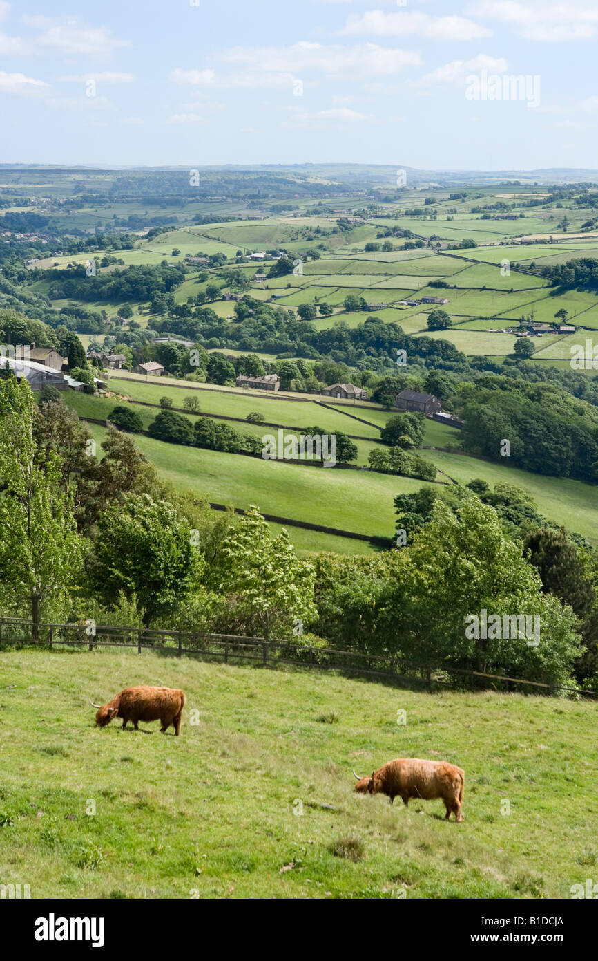 Highland Cattle in the countryside near Midgely above Hebden Bridge and Mytholmroyd, West Yorkshire, England, United Kingdom Stock Photo