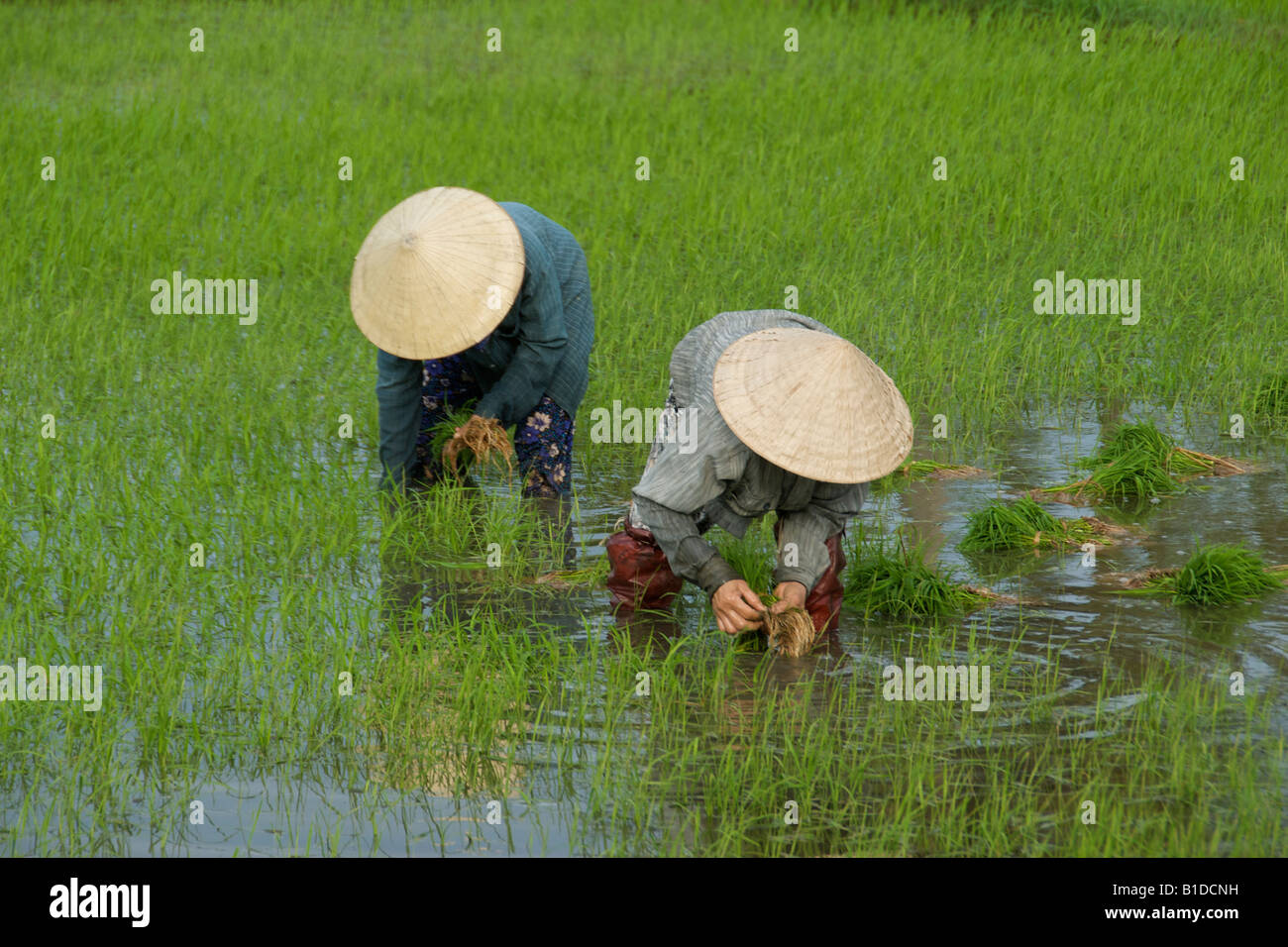 Planting rice near Hoi An Vietnam Stock Photo